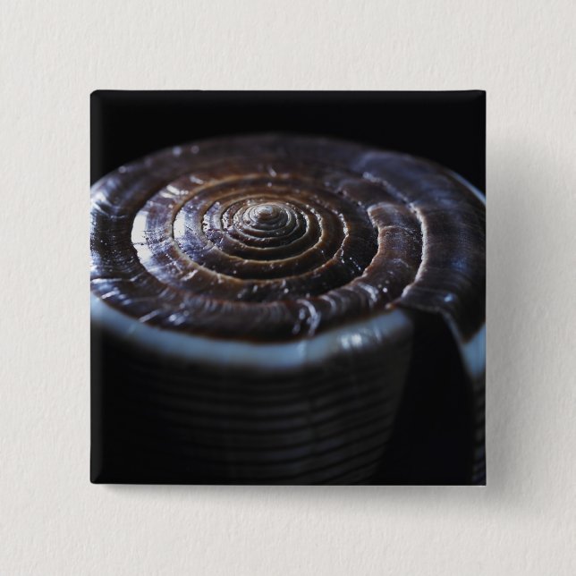 Cone shell pinback button (Front)