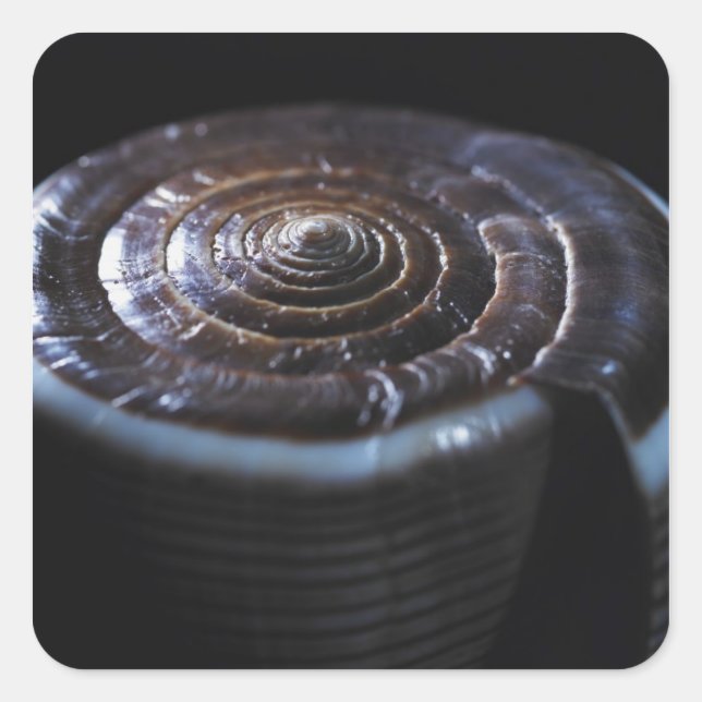 Cone shell square sticker (Front)