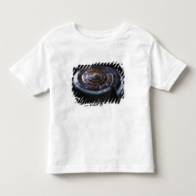 Cone shell toddler t-shirt (Front)