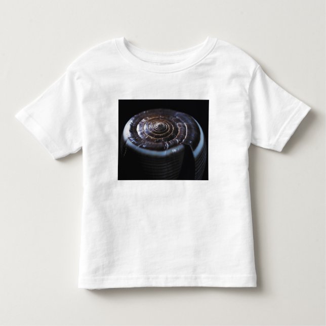 Cone shell toddler t-shirt (Front)