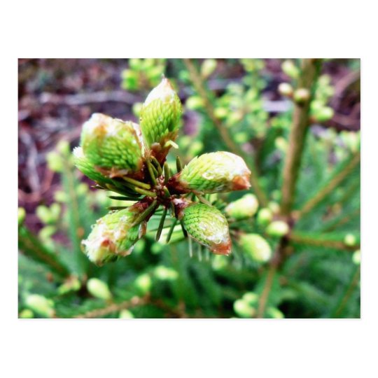 Cone Sprouts Postcard