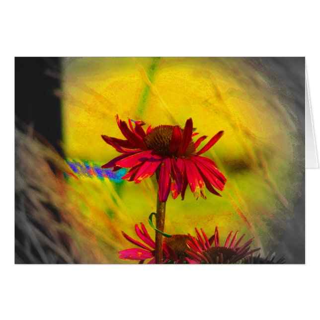 Coneflower Art #2 Cards (Front Horizontal)