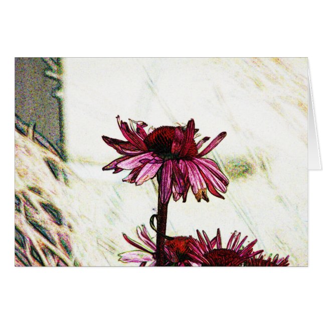 Coneflower Art Cards (Front Horizontal)