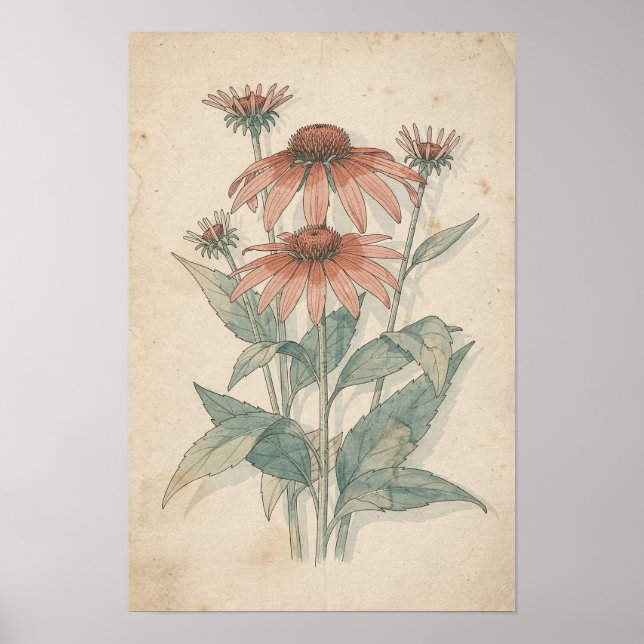 Coneflower Botanical Print | Warm Garden Study (Front)