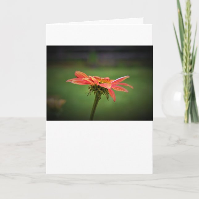 Coneflower, card (Front)
