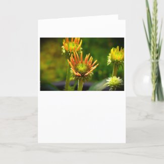 Coneflower, card