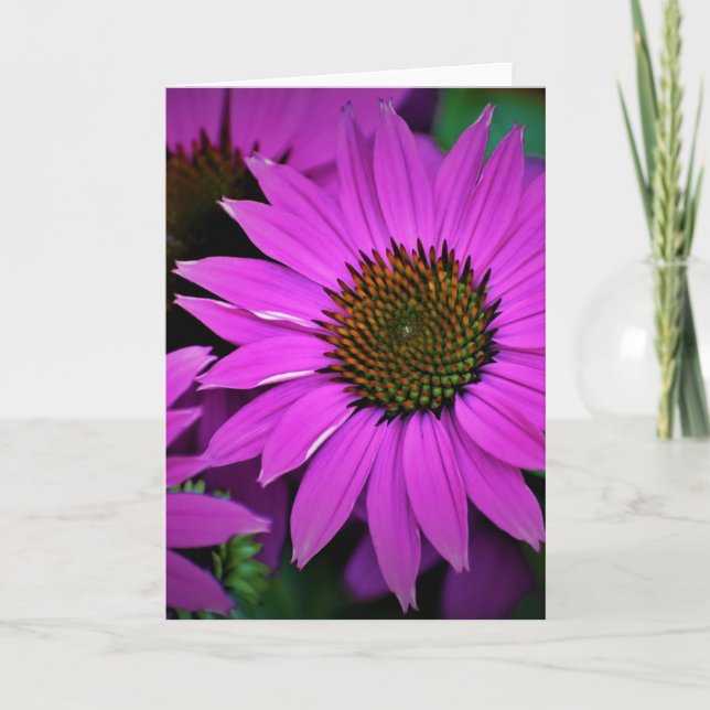 Coneflower, card (Front)