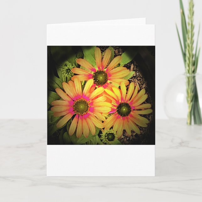 Coneflower, card (Front)
