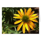 Coneflower, Card (Front Horizontal)