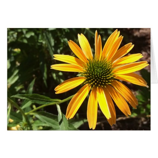 Coneflower, Card (Front Horizontal)