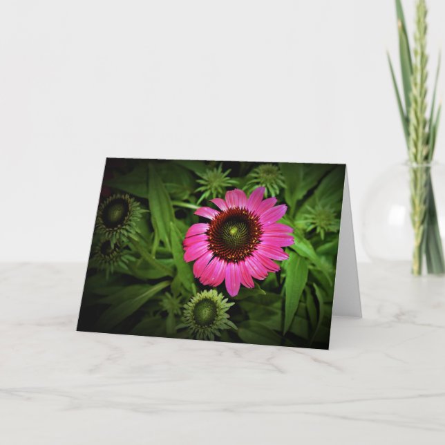 Coneflower, card (Front)