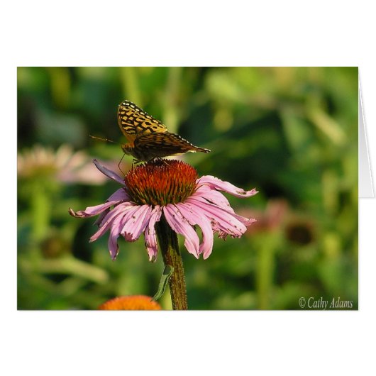 Coneflower Cards (Front Horizontal)