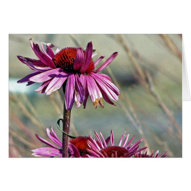 Coneflower Cards (Front Horizontal)