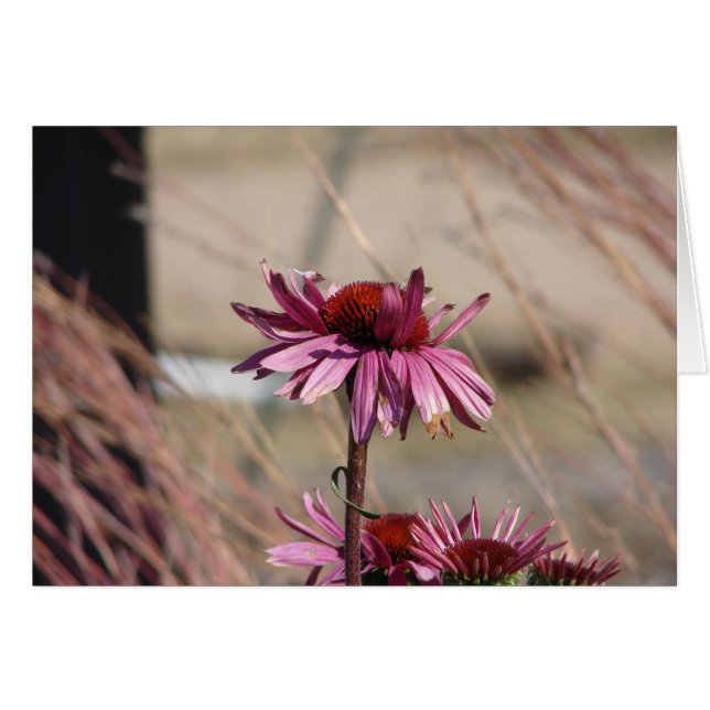 Coneflower Cards (Front Horizontal)