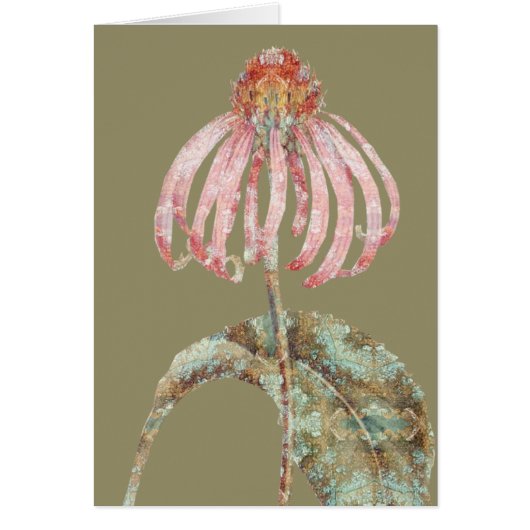 Coneflower Cards (Front)