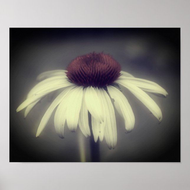 Coneflower Daisy Black And White Partial Color  Poster (Front)