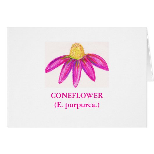 CONEFLOWER(E. purpurea.) Cards (Front Horizontal)