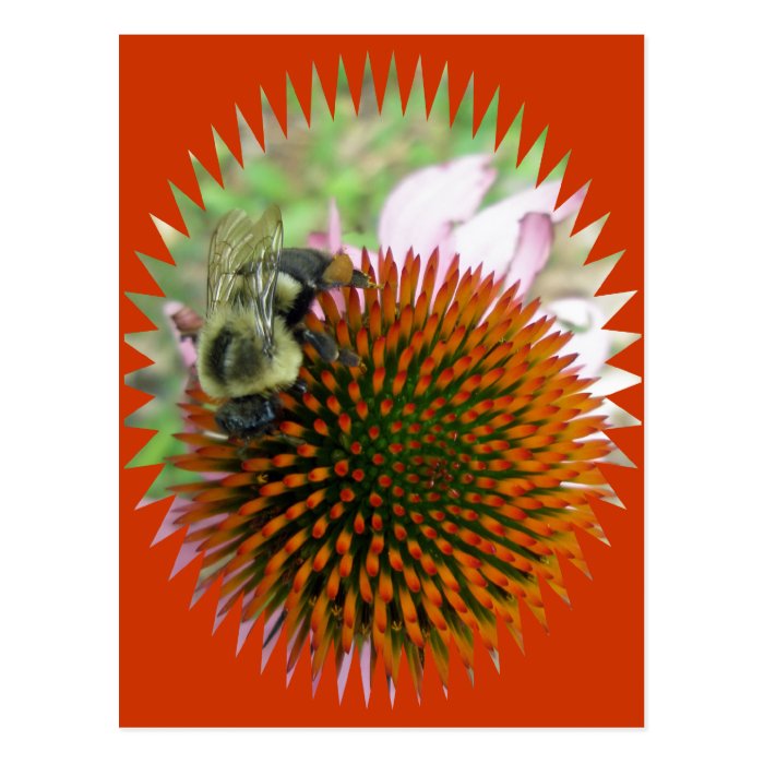 Coneflower & Eastern Carpenter Bee Items Postcards