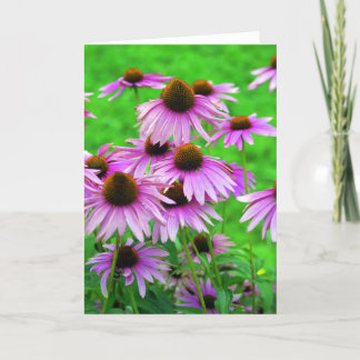 Coneflower Greeting Card