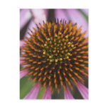 Coneflower Photo Postcards