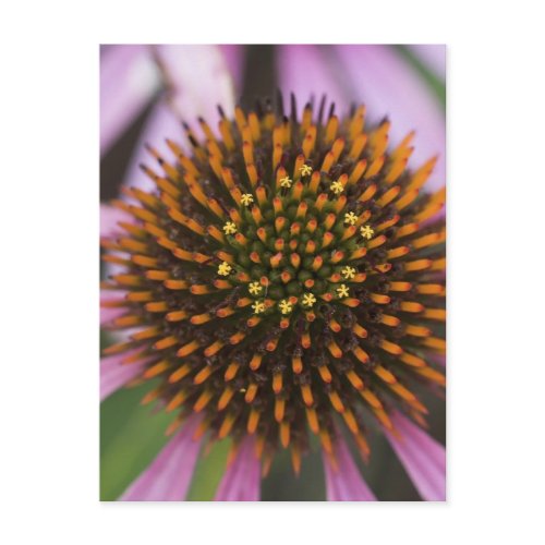 Coneflower Photo Postcards