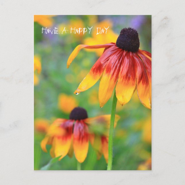 Coneflower Postcard (Front)