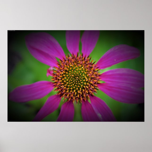 Coneflower, Poster (Front)