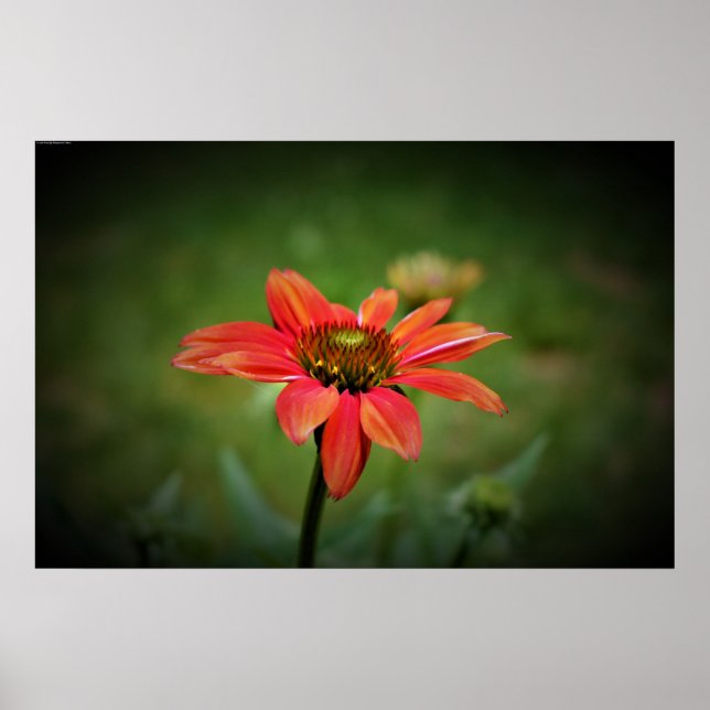 Coneflower, Poster (Front)