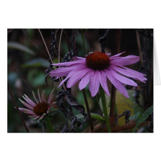 CONEFLOWERS IN FALL CARDS (Front Horizontal)