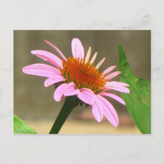 Coneflowers Postcard