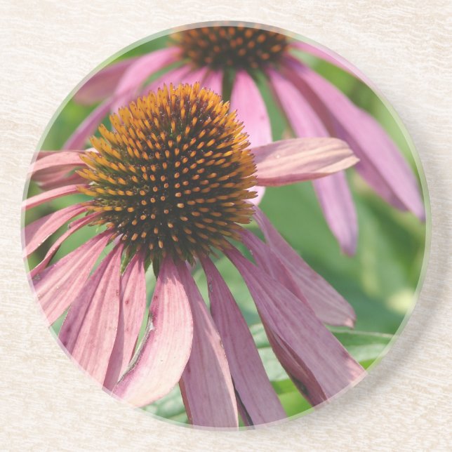 Coneflowers Sandstone Coaster (Front)