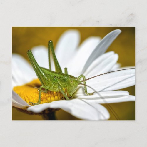 Conehead cricket on daisy postcard