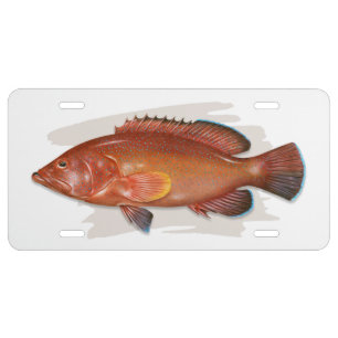 Coney Grouper Red Phase License Plate