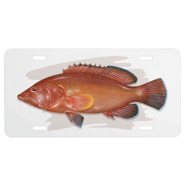 Coney Grouper Red Phase License Plate (Front)