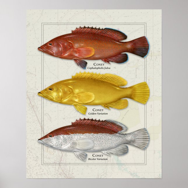 Coney Grouper with Color Variations Poster (Front)