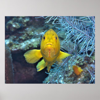 Coney in Yellow Poster