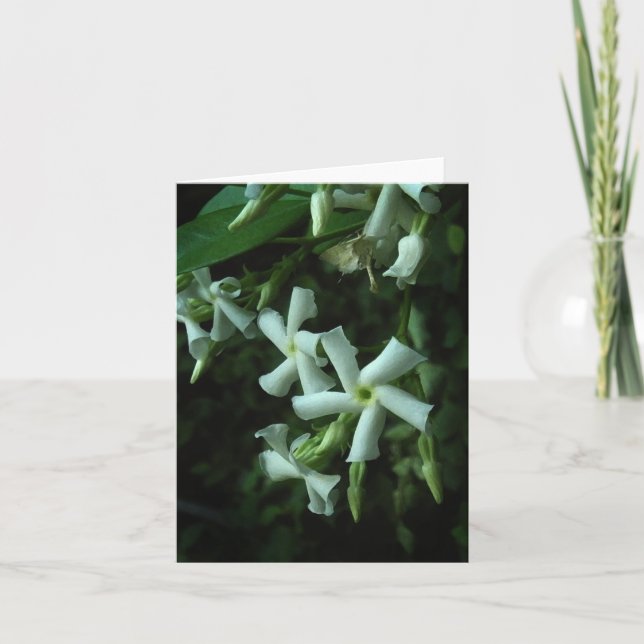 Confederate Star Jasmine Floral Note Card (Front)