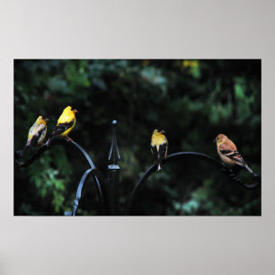 Conference of the Birds Poster