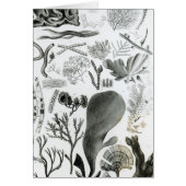 Conferra Fucus (Front)