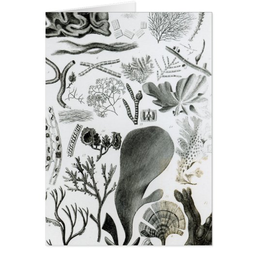 Conferra Fucus (Front)