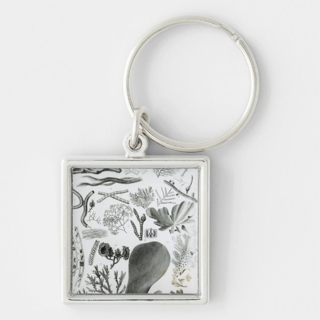 Conferra Fucus Keychain (Front)