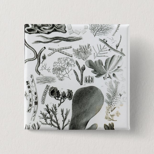 Conferra Fucus Pinback Button (Front)