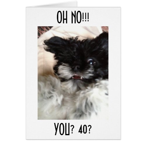 CONFUSED HAVANESE CANT BELEIVE YOU ARE 40