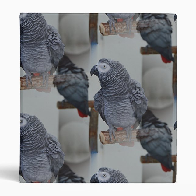 Congo African Gray Parrot in Mirror 3 Ring Binder (Front)