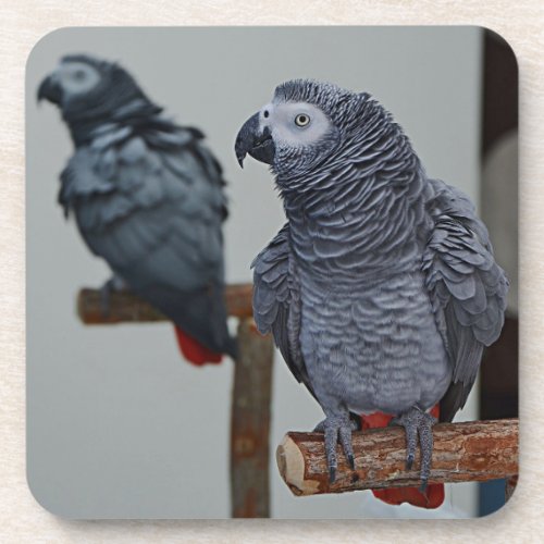 Congo African Gray Parrot in Mirror Beverage Coaster