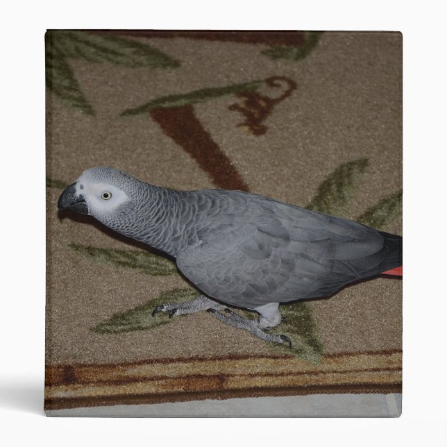 Congo African Gray Parrot on Floor 3 Ring Binder (Front)