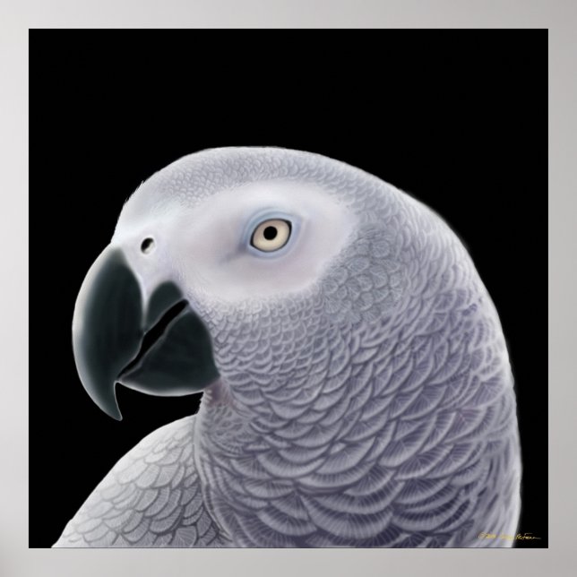 Congo African Gray Parrot Poster (Front)