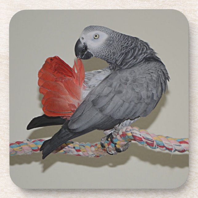 Congo African Gray Parrot Tail Preening Beverage Coaster (Front)