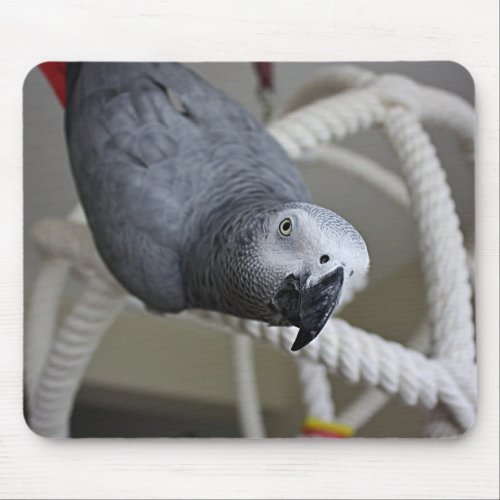 Congo African Grey Parrot Having Fun Mouse Pad