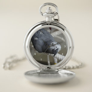 Congo African Grey Parrot Having Fun Pocket Watch